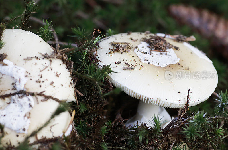 宝石Amanita Mushroom (Amanita gemmata)